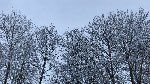 Verschneite Baumkronen. Auf dem Foto ist der Blick auf die verschneiten Baumenkronen am Ostring zu sehen. 