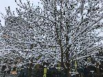 Verschneiter Baum. Im Hintergrund in der angebaute, verglaste Laubengang zu sehen. 