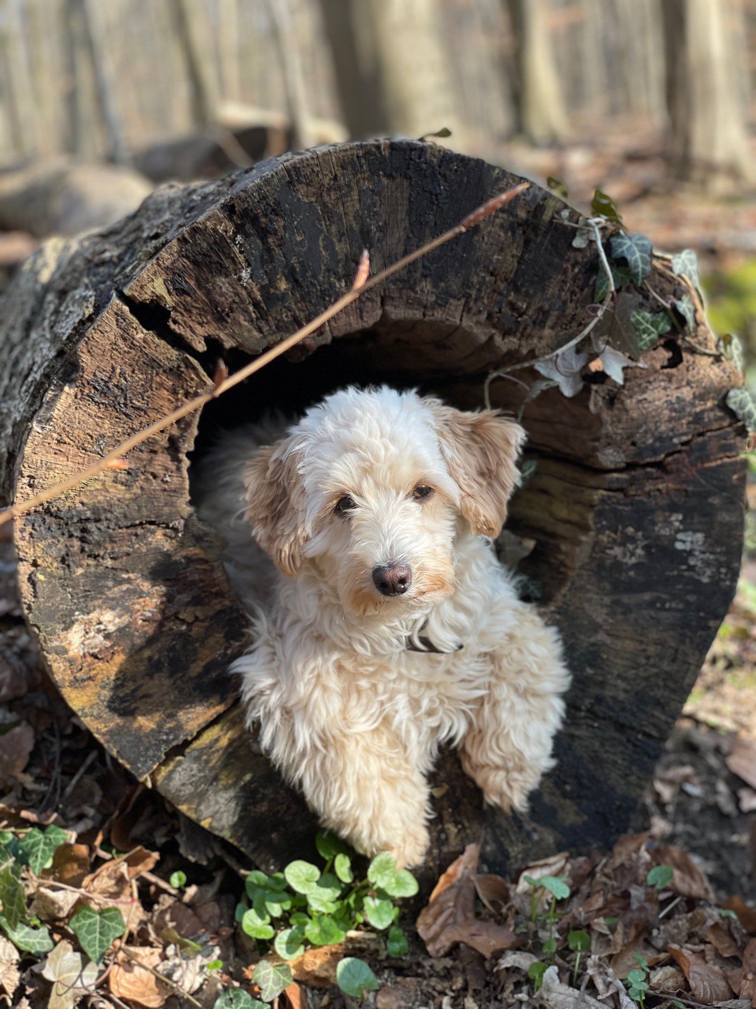 Schulhund Miss Marple guckt aus einem Baumstumpf