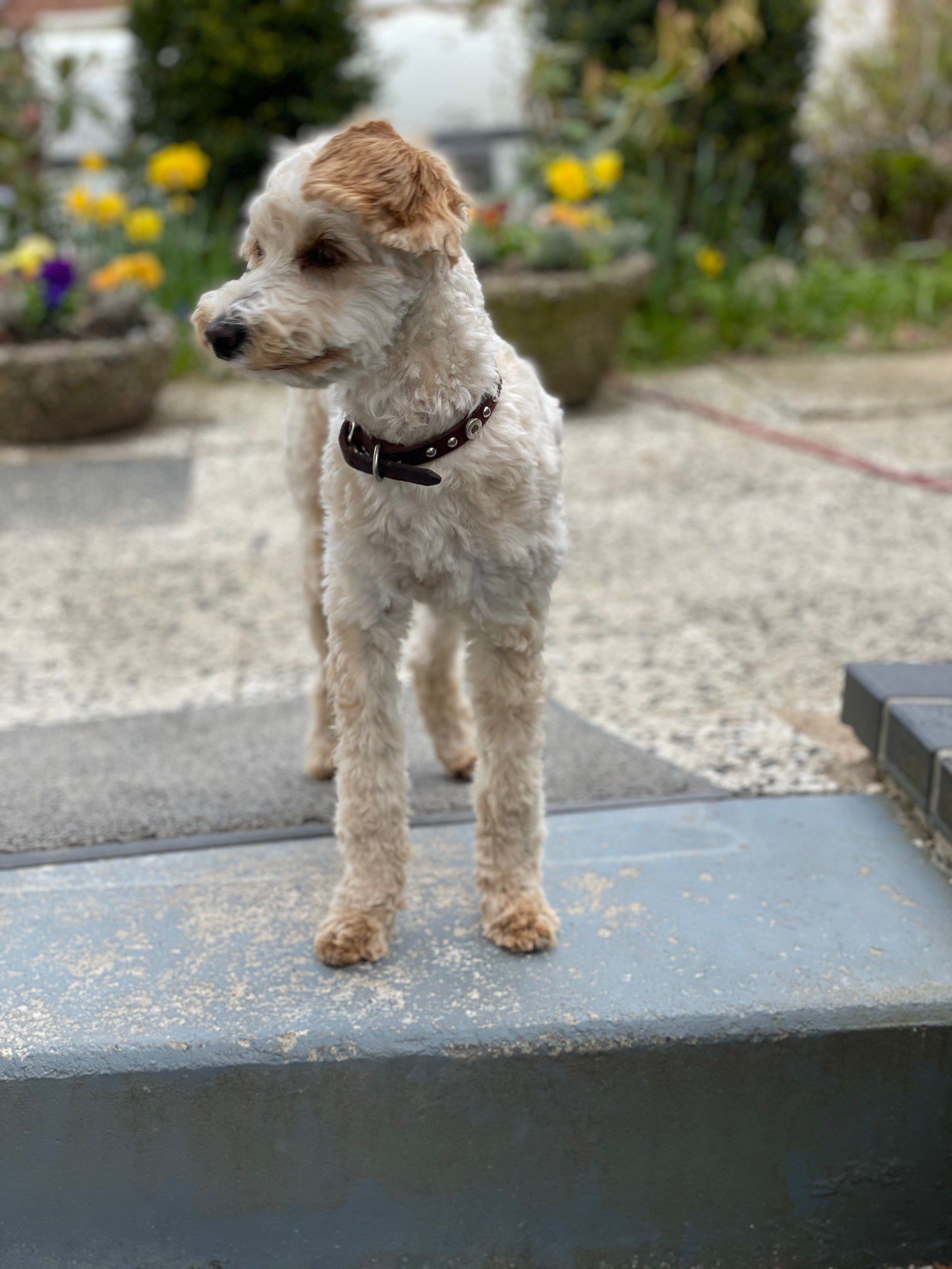 Schulhund Miss Marple guckt in den Garten