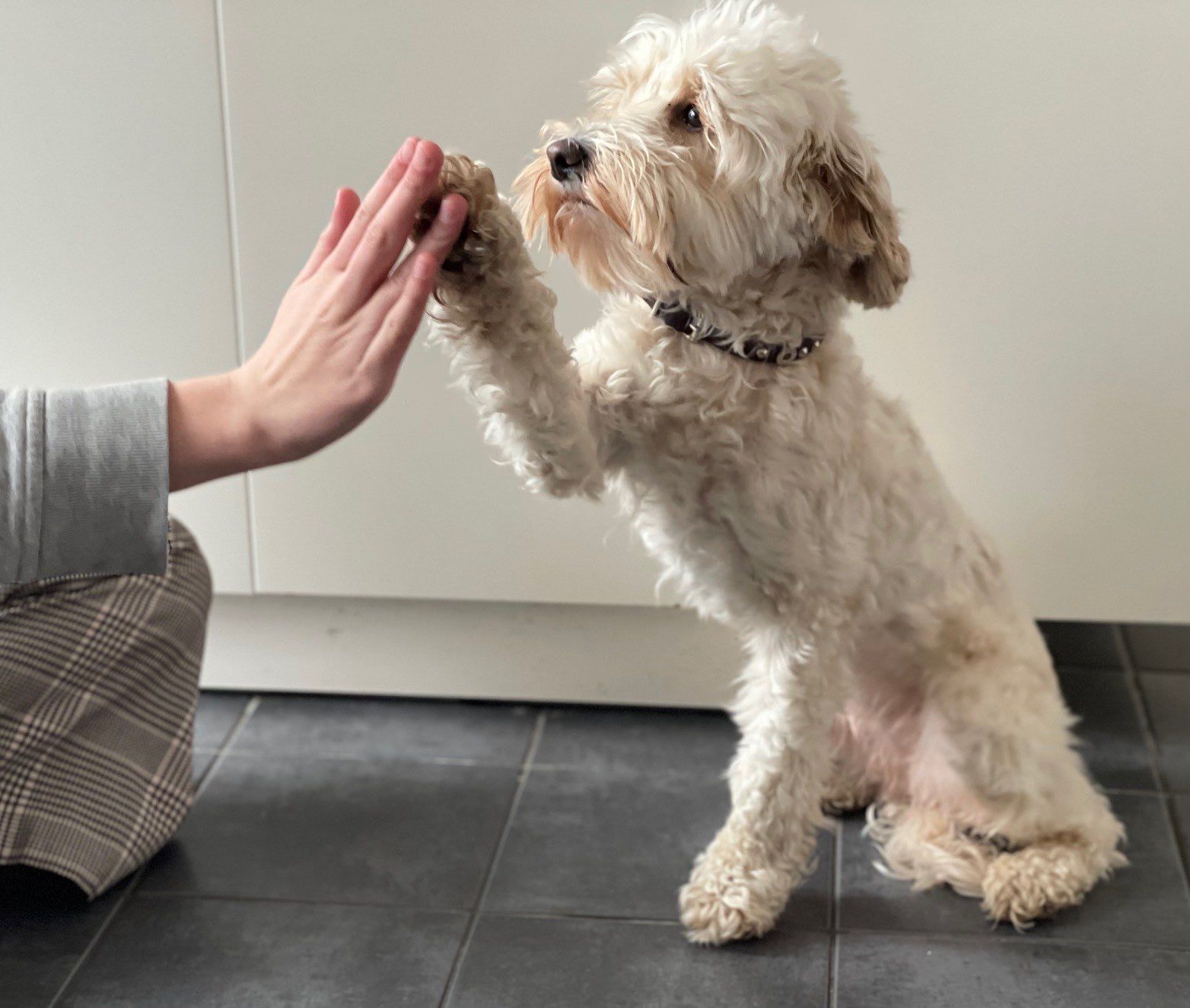 Schulhund Miss Marple gibt Pfötchen