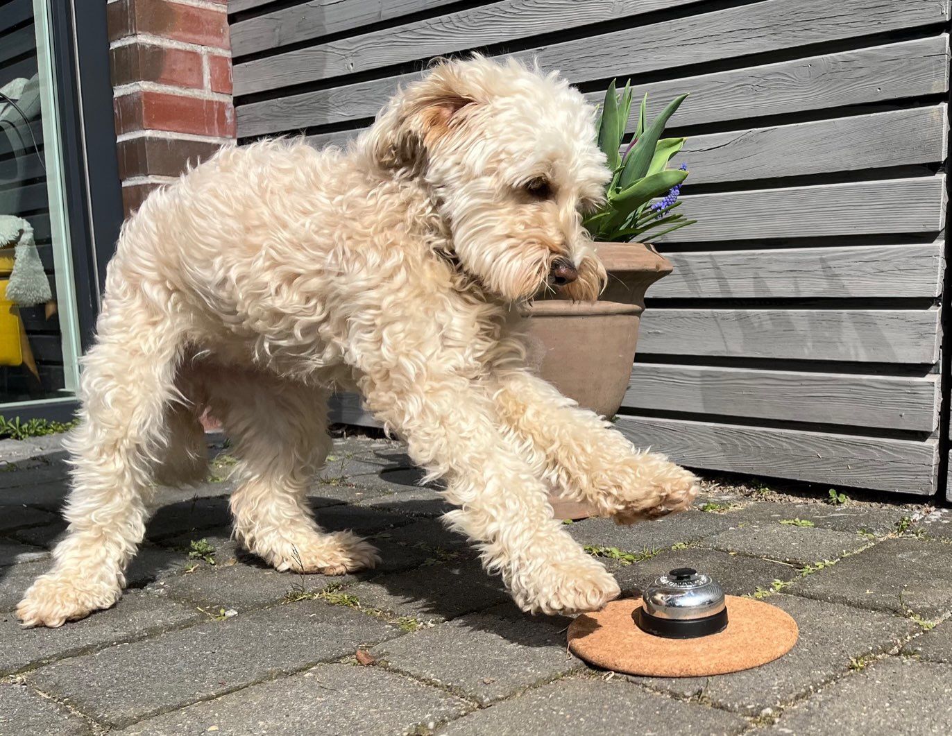 Schulhund Miss Marple drückt mit der Pfote auf die Klingel