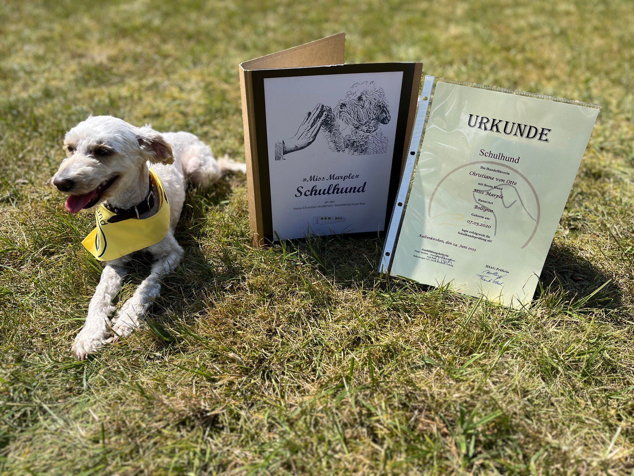 Schulhund Miss Marple nach bestandener Schulhund-Prüfung